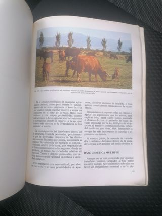 Libro Geografía del toro de lidia