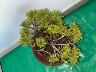 Bonsái Pinus Sylvestris Yamadori