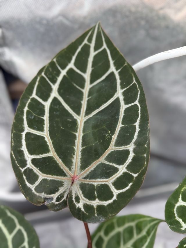 Anthurium Michelle Dokblock Original #3 grande