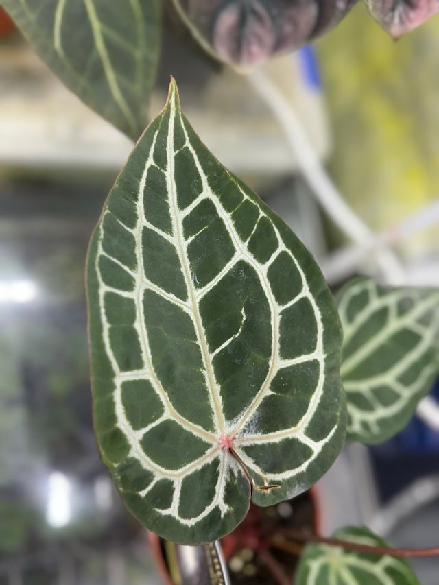 Anthurium Michelle Dokblock Original #3 grande