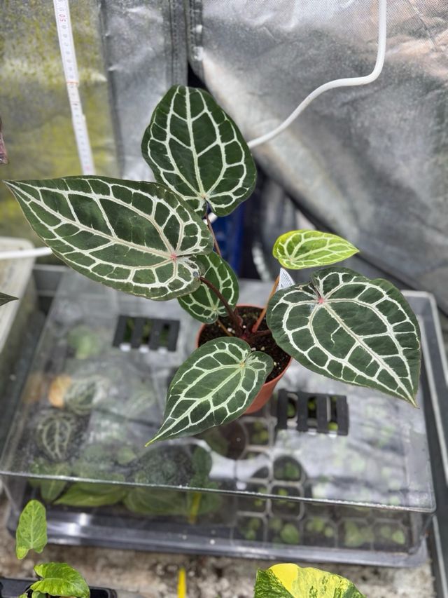 Anthurium Michelle Dokblock Original #3 grande