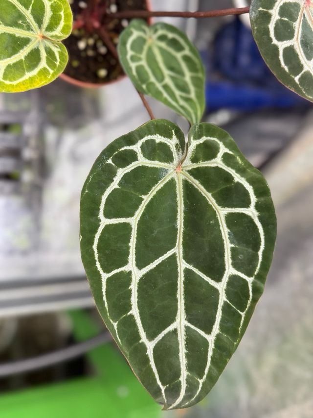 Anthurium Michelle Dokblock Original #3 grande