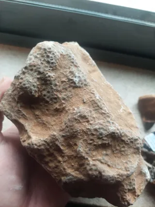 Fóssil de Coral Jurássico