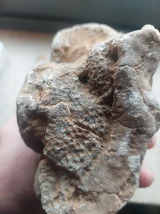 Fóssil de Coral Jurássico