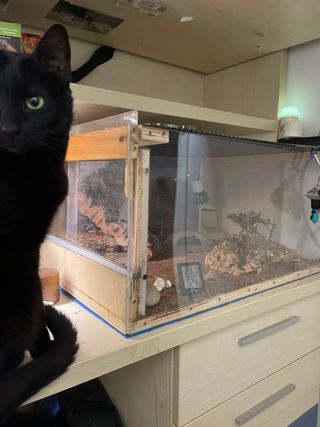 Terrario 61x46x31 cm