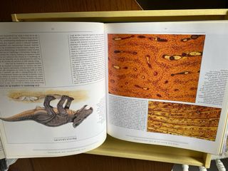 Tras las huellas de los dinosaurios.