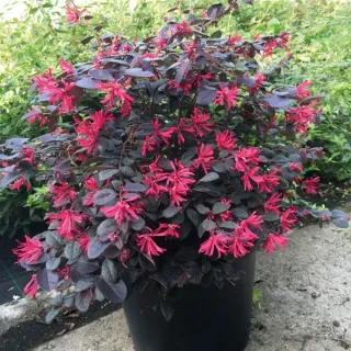 Loropetalum chinensis negro
