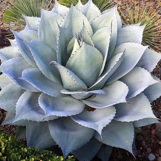 Agave Ovatifolia Grande