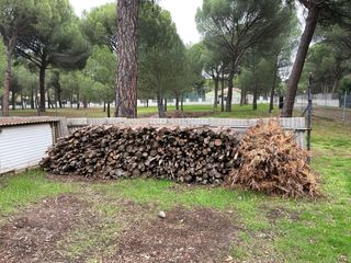 Leña de pino seca y piñas para chimenea