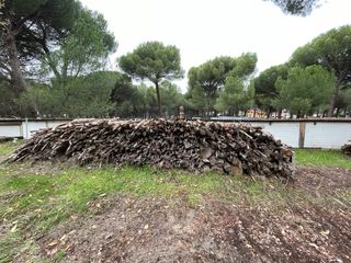 Leña de pino seca y piñas para chimenea