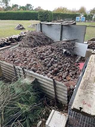 Leña de pino seca y piñas para chimenea