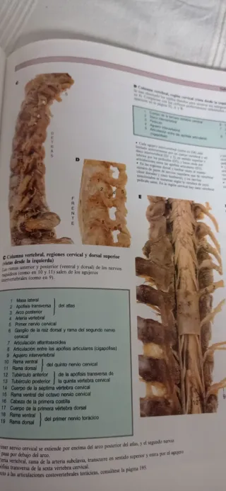 Gran atlas de anatomía humana