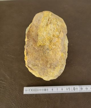 Pieza Fósil Dinosaurio Sauropodo S-015