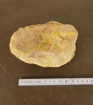 Pieza Fósil Dinosaurio Sauropodo S-015