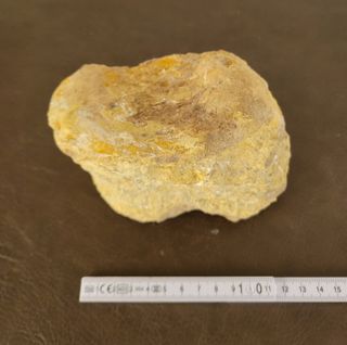 Pieza Fósil Dinosaurio Sauropodo S-015