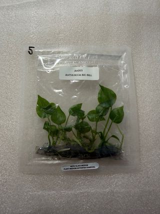 Anthurium Big Bill (TC)