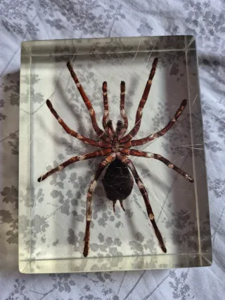 Tarántula en resina 14,5/11,5 cm