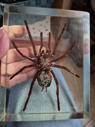 Tarántula en resina 14,5/11,5 cm