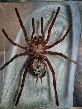 Tarántula en resina 14,5/11,5 cm