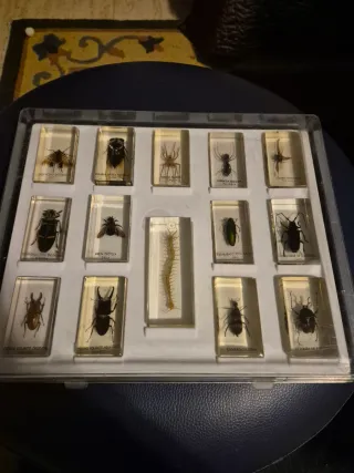 Colección insectos resina