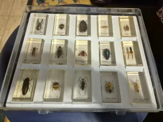 Colección insectos resina