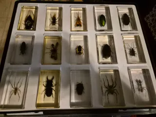 Colección insectos resina