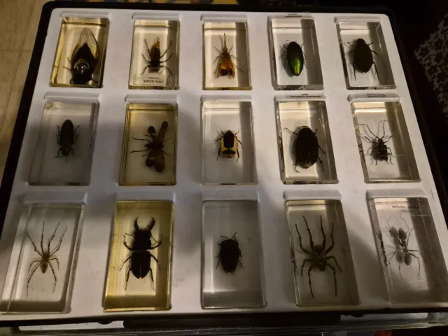 Colección insectos resina