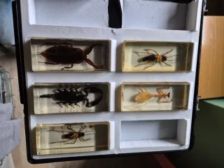 Colección insectos resina