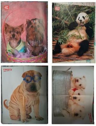 Pack 10 Posters de Animales