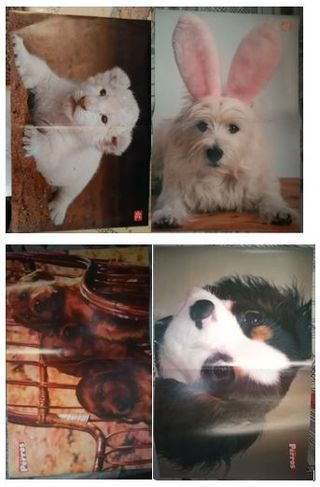 Pack 10 Posters de Animales