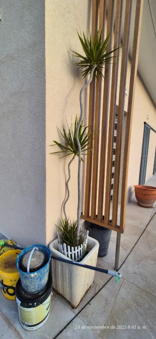 Planta de exterior Drácena