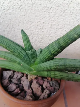 Sansevieria Estrella Planta Suculenta