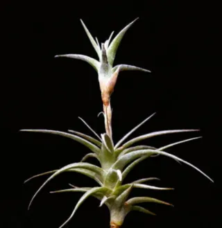 Tillandsia Latifolia Vivipara. Clavel del aire.