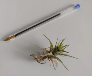 Tillandsia Latifolia Vivipara. Clavel del aire.