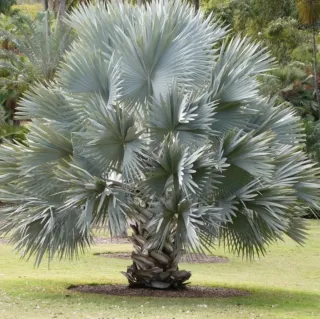 5 Semillas. Bismarckia Nobilis