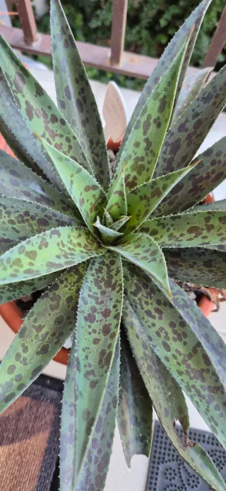 Mangave Pineapple Express Pianta Grassa