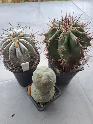 Lote 3 Cactus Variados