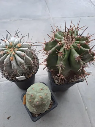 Lote 3 Cactus Variados