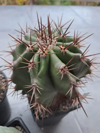 Lote 3 Cactus Variados
