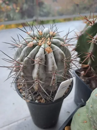 Lote 3 Cactus Variados