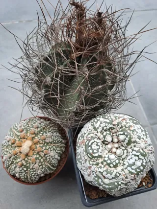 Lote Cactus Variados astrophytum
