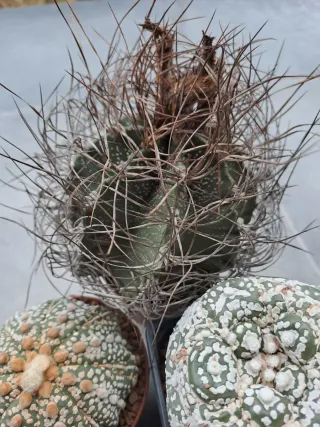 Lote Cactus Variados astrophytum