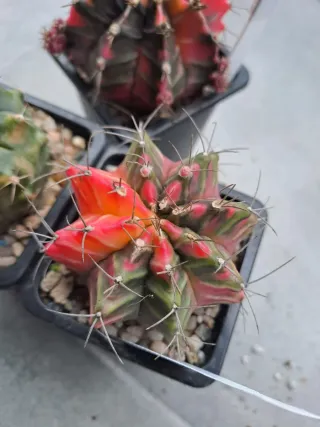 3 Cactus Gymnocalycium variegados