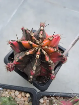 3 Cactus Gymnocalycium variegados