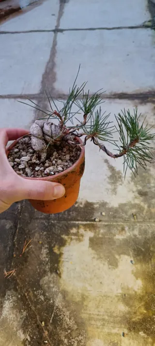 Dos Pinus thunbergii Mame