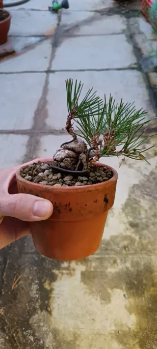 Dos Pinus thunbergii Mame
