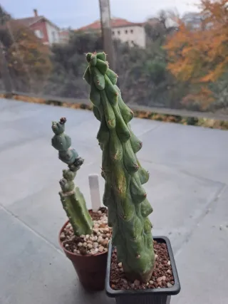Cactus ornamental 2x myrtillocactus