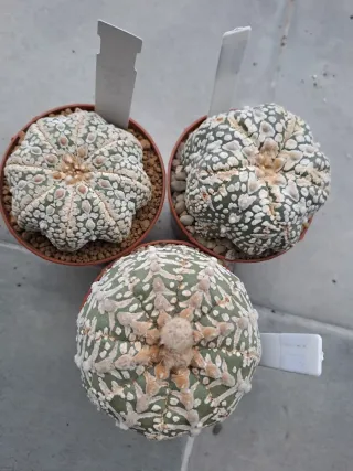 Cactus 3x Astrophytum