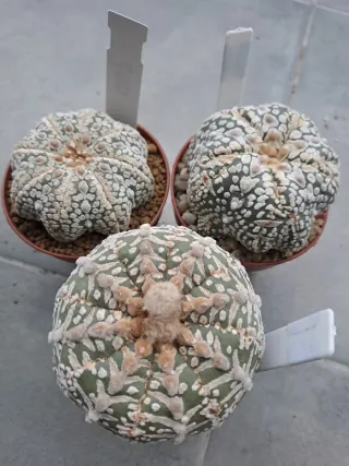 Cactus 3x Astrophytum