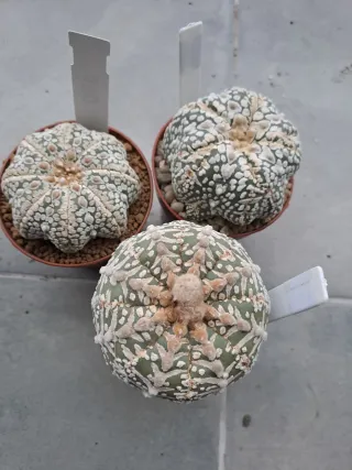 Cactus 3x Astrophytum